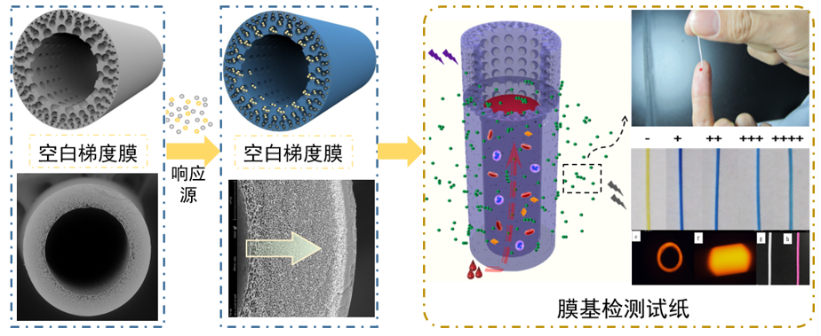 浙江大學(xué)黃小軍團隊在PVDF油水分離膜、梯度膜生物檢測傳感領(lǐng)域取得系列進展