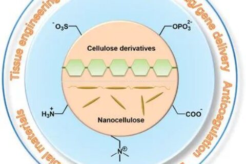 從天然生物活性多糖到纖維素基離子化合物！《AM》綜述：纖維素基離子化合物在生物材料領(lǐng)域的研究進展