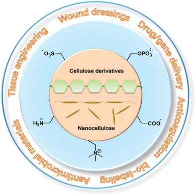 從天然生物活性多糖到纖維素基離子化合物！《AM》綜述：纖維素基離子化合物在生物材料領(lǐng)域的研究進(jìn)展
