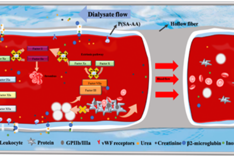 劉富團隊：在自抗凝透析器領(lǐng)域取得系列進展