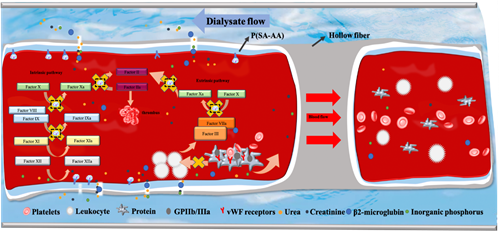 劉富團(tuán)隊(duì)：在自抗凝透析器領(lǐng)域取得系列進(jìn)展