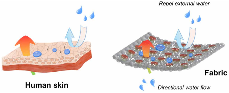 新型功能織物，讓你告別“汗噠噠”的夏天，外層疏水，內(nèi)層排汗?，像皮膚一樣！