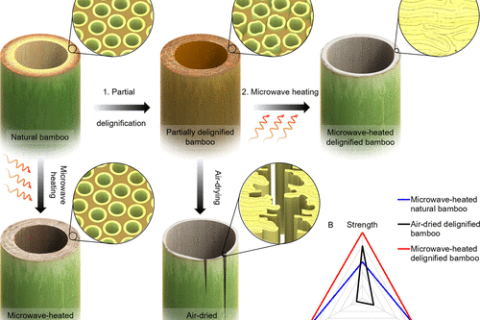 “木頭大王”胡良兵《ACS Nano》：竹子如何“煉”成高性能結(jié)構(gòu)材料？