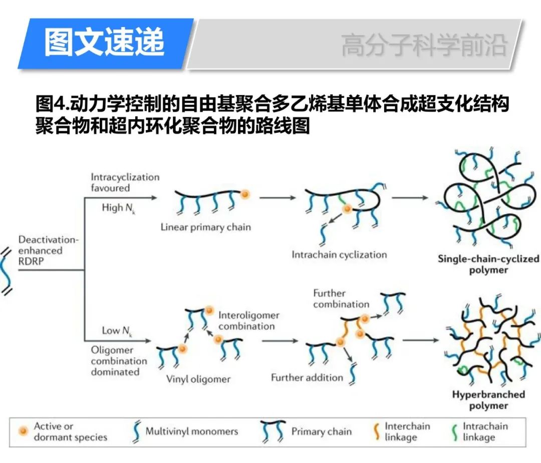 《自然綜述·化學(xué)》自由基聚合多乙烯基單體合成復(fù)雜拓?fù)浣Y(jié)構(gòu)高分子