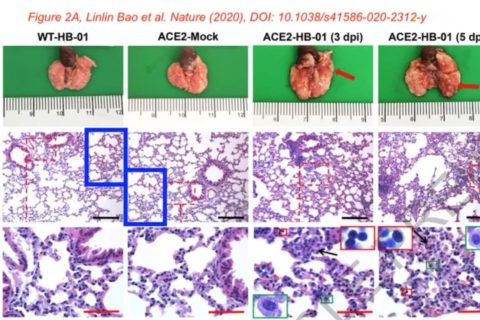 剛上線的新冠病毒Nature論文，被質(zhì)疑涉嫌圖片造假、捏造數(shù)據(jù)