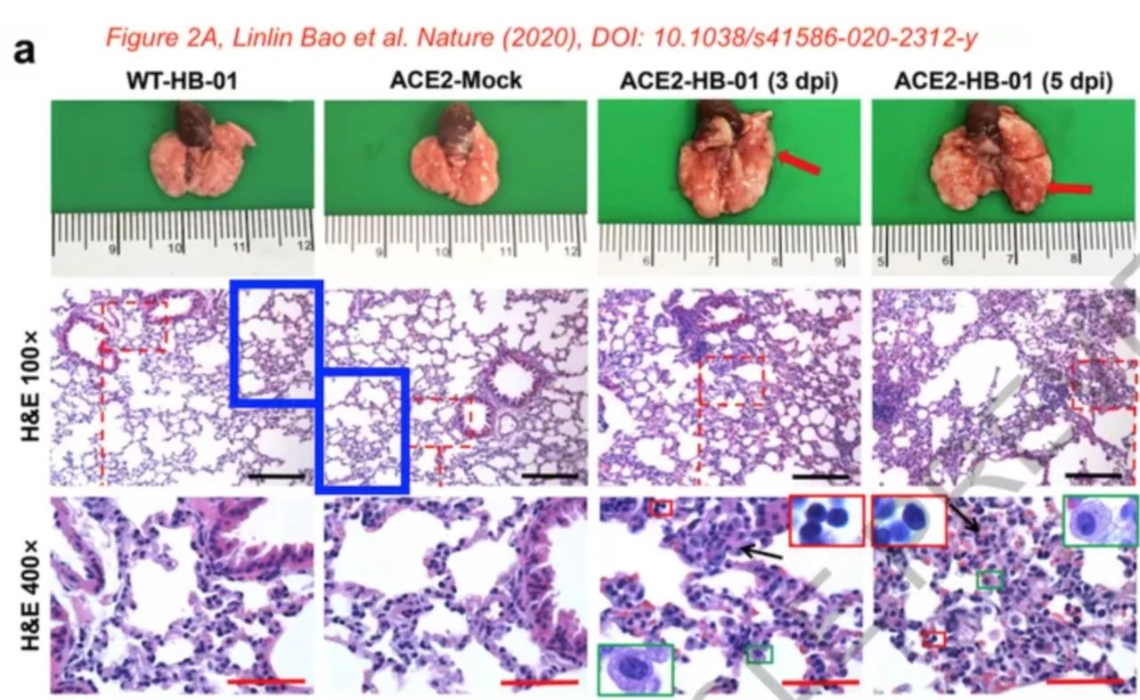 剛上線的新冠病毒Nature論文，被質(zhì)疑涉嫌圖片造假、捏造數(shù)據(jù)
