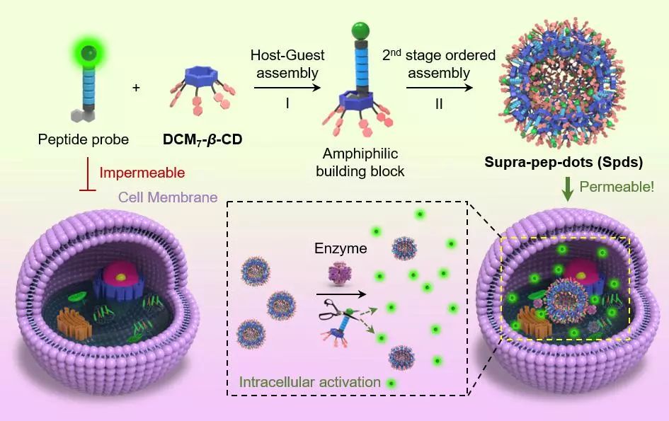 華理賀曉鵬團隊：在非抗生素型抗菌材料、抗菌肽微球領域取得重要進展