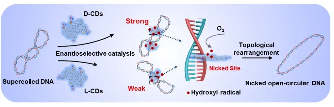 天津大學(xué)仰大勇課題組《德國應(yīng)化》：手性碳量子點模擬拓撲異構(gòu)酶I調(diào)控超螺旋DNA拓撲結(jié)構(gòu)
