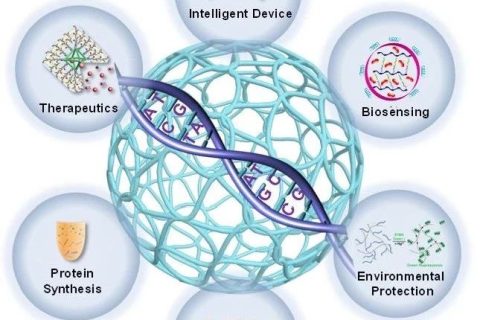 天津大學仰大勇課題組發(fā)表DNA高分子水凝膠研究系統(tǒng)評述