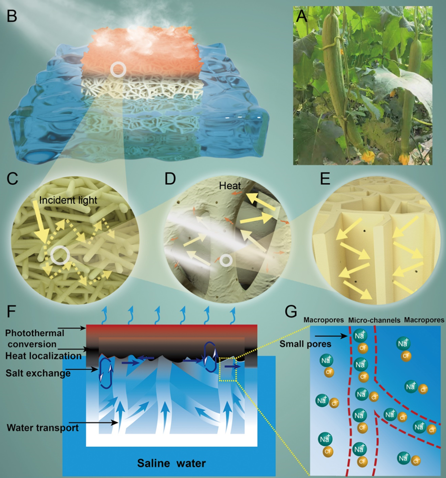 美國東北大學祝紅麗教授團隊《JMCA》：耐用、抗污的多孔絲瓜絡(luò)用于高效太陽能淡化海水