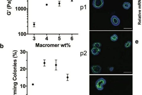 ?僅15秒！《AM》超快光降解生物水凝膠支架用于類(lèi)器官傳代