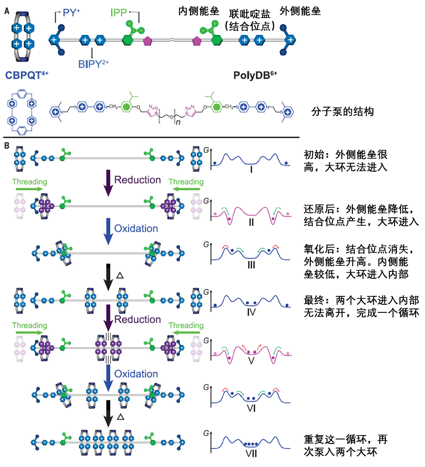 《Science》諾獎得主Sir Fraser又一力作：分子機器精確合成聚輪烷