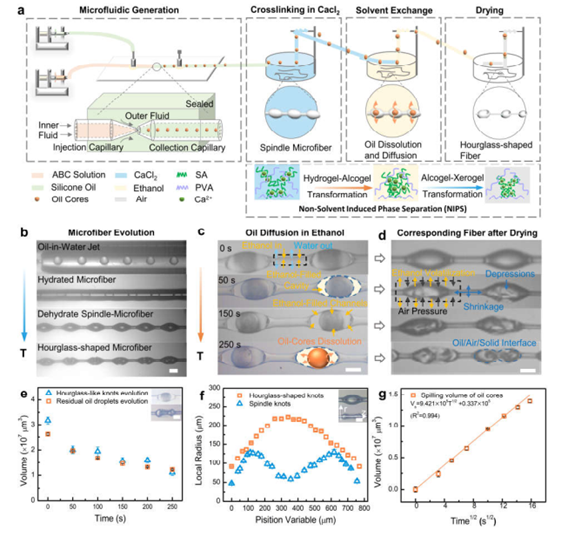 香港大學(xué)王立秋/東北大學(xué)田野：微流控仿蛛絲纖維模板法可控制備功能化沙漏型微纖維