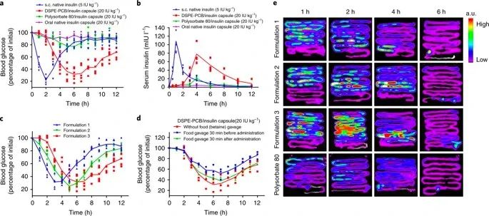 美國韋恩州立大學(xué)曹智強《Nat.Nanotech.》:高效口服胰島素問世，兩性膠束遞送胰島素?zé)o需打開緊密連接