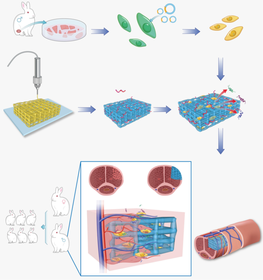 華南理工大學(xué)研發(fā)出3D打印水凝膠支架實(shí)現(xiàn)海綿體修復(fù)，成功恢復(fù)雄兔生殖能力！