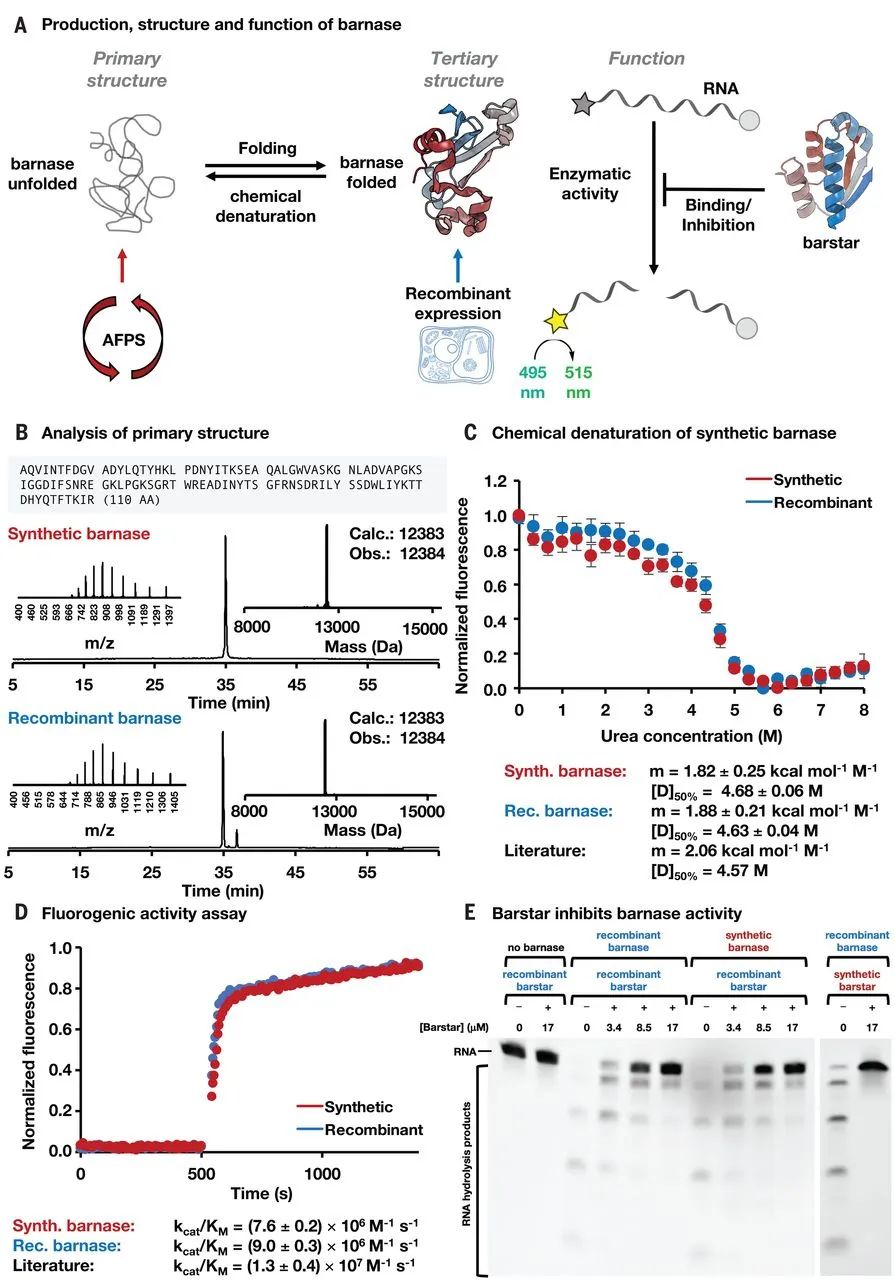 蛋白質(zhì)合成革命！MIT《Science》：自動流動化學法合成多種蛋白質(zhì)