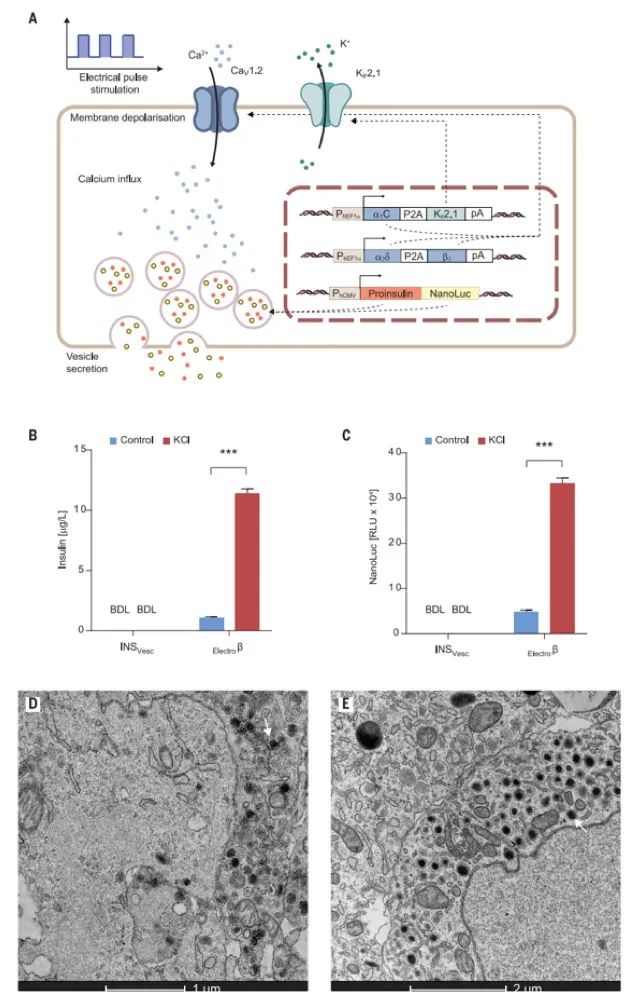 華師大/西湖大學《Science》重磅：無線電控制精準治療I-型糖尿病，僅需植入硬幣大小的生物器件！