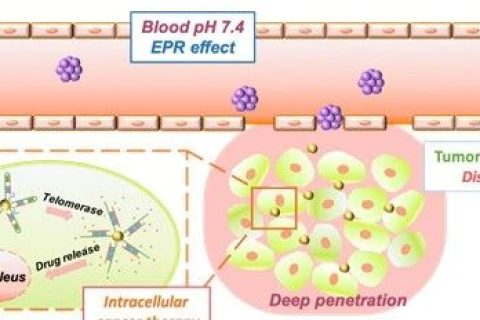 浙江大學計劍教授研究團隊開發(fā)用于腫瘤滲透加強與藥物靶向傳遞的雙響應動態(tài)解組裝納米載體