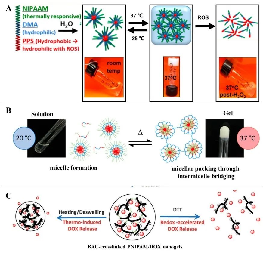 天津大學(xué)封偉教授團(tuán)隊在PMS上全面綜述PNIPAM基智能水凝膠