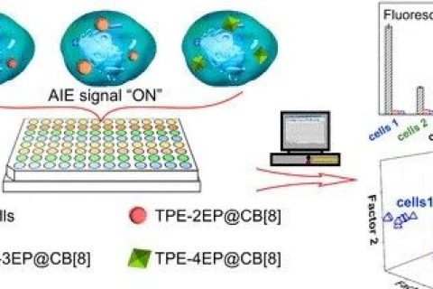 唐本忠院士團隊：用AIE分子打造細胞“照妖鏡”，可區(qū)分細胞系、評估細胞污染和鑒別癌細胞