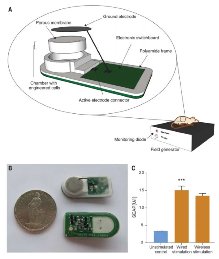 華師大/西湖大學《Science》重磅：無線電控制精準治療I-型糖尿病，僅需植入硬幣大小的生物器件！