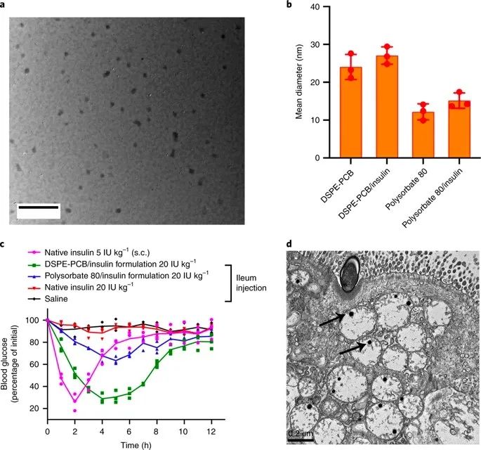 美國韋恩州立大學(xué)曹智強《Nat.Nanotech.》:高效口服胰島素問世，兩性膠束遞送胰島素?zé)o需打開緊密連接