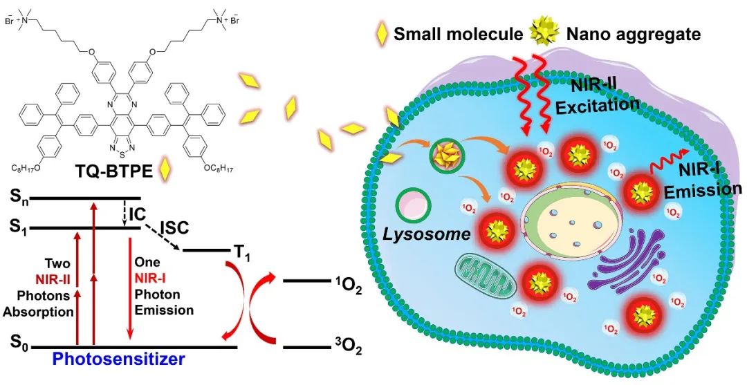 新加坡國立大學(xué)劉斌教授團(tuán)隊：近紅外二區(qū)光激發(fā)有機(jī)光敏劑實現(xiàn)精準(zhǔn)高效雙光子光動力治療