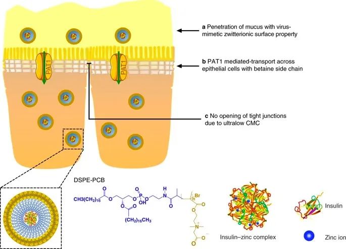 美國韋恩州立大學(xué)曹智強《Nat.Nanotech.》:高效口服胰島素問世，兩性膠束遞送胰島素?zé)o需打開緊密連接