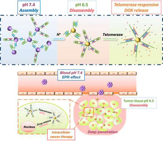 浙江大學(xué)計(jì)劍教授研究團(tuán)隊(duì)開發(fā)用于腫瘤滲透加強(qiáng)與藥物靶向傳遞的雙響應(yīng)動(dòng)態(tài)解組裝納米載體