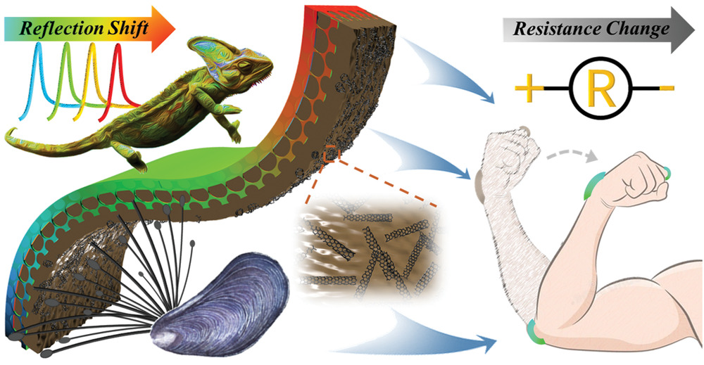 趙遠(yuǎn)錦團隊：當(dāng)“貽貝”遇上“變色龍”！生物啟發(fā)的柔性傳感器，除了電響應(yīng)，還能可視化！