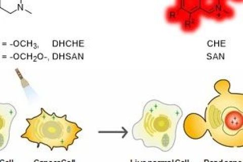 光激活二氫生物堿用于癌細(xì)胞的高時空分辨成像及精準(zhǔn)化療