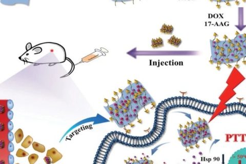 功能化硼納米片納米平臺用于腫瘤低溫光熱治療和化療協(xié)同治療