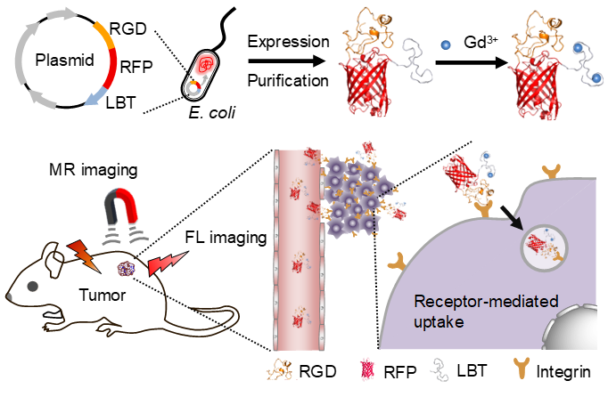 天津大學仰大勇課題組：生物合成蛋白質分子影像探針用于腫瘤靶向熒光和磁共振雙模態(tài)成像