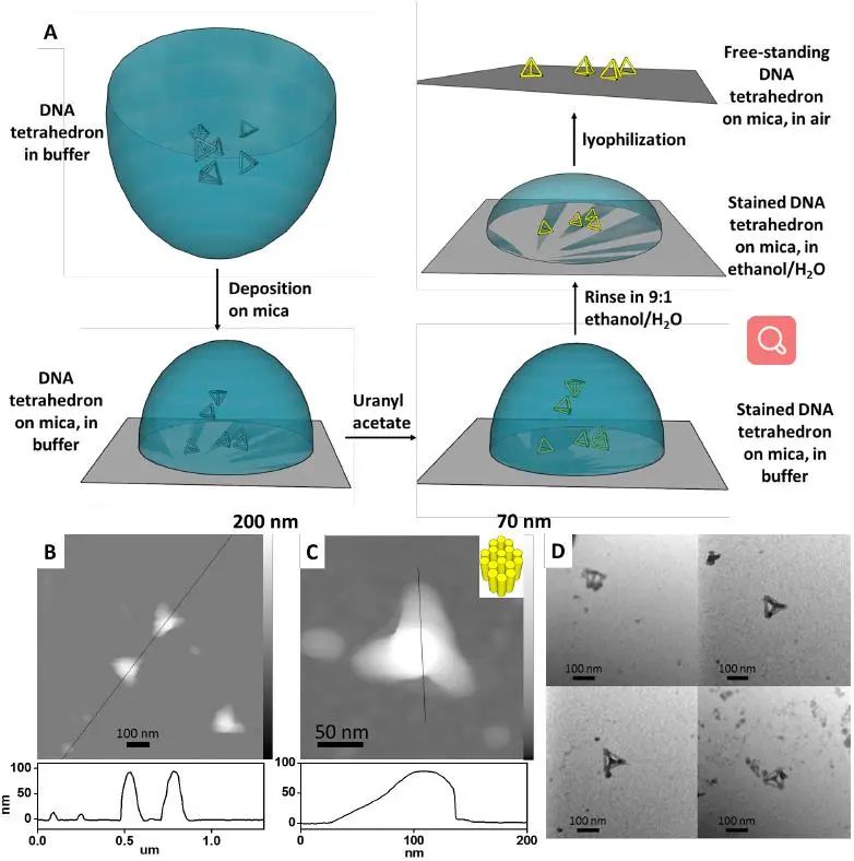 匹茲堡大學(xué)劉海濤/哈佛大學(xué)尹鵬《ACS Nano》：低密度，高強(qiáng)度的3D獨(dú)立DNA納米結(jié)構(gòu)雜化材料