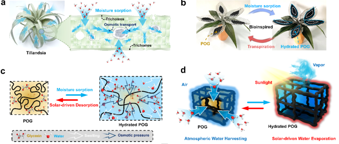 寧波材料所陳濤團(tuán)隊(duì)《Angew》：受鐵蘭啟發(fā)的仿生有機(jī)凝膠進(jìn)行大氣水分收集！
