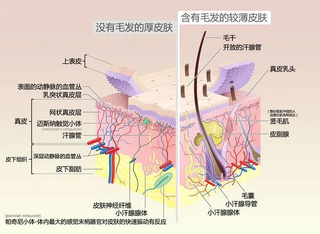 《Nature》：媽媽再也不用擔(dān)心我“脫發(fā)”了！