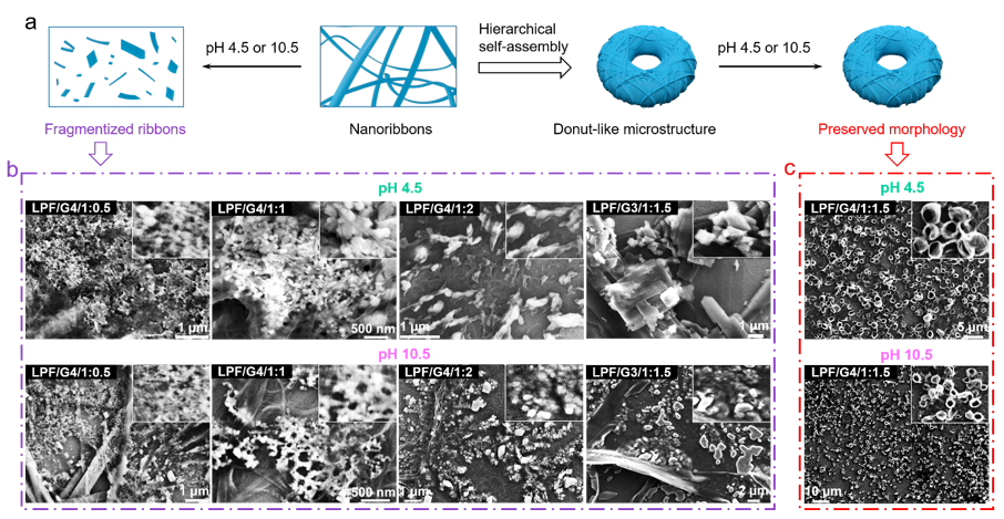 上海交通大學(xué)馮傳良/邱惠斌《AFM》：多級次手性超分子自組裝