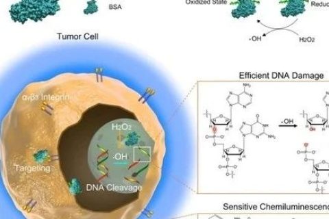 北京工業(yè)大學(xué)高學(xué)云團隊《Sci.Adv.》：原位動態(tài)觀測腫瘤治療效果的新方法