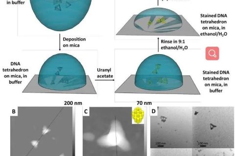 低密度，高強(qiáng)度的3D獨(dú)立DNA納米結(jié)構(gòu)雜化材料