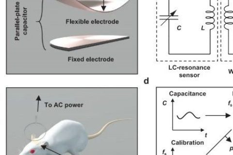 柔性電子大佬/西北大學(xué)Rogers團(tuán)隊(duì)最新成果：可降解植入式生物傳感器