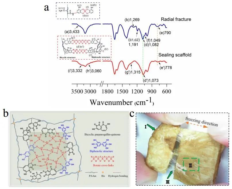 江漢大學(xué)曹一平《ACS Nano?》：仿生新成果！響應(yīng)空氣-水的復(fù)合材料，具有優(yōu)異的隔熱、自修復(fù)和自生長能力