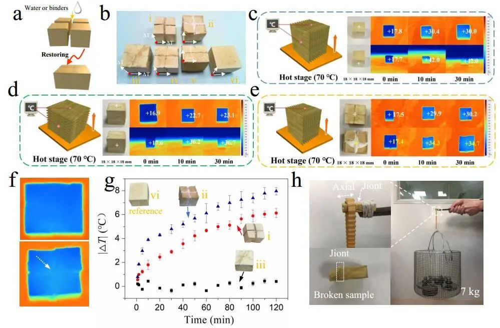 江漢大學(xué)曹一平《ACS Nano?》：仿生新成果！響應(yīng)空氣-水的復(fù)合材料，具有優(yōu)異的隔熱、自修復(fù)和自生長能力