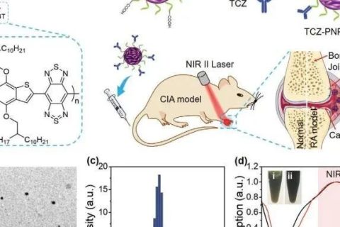 南開大學(xué)丁丹教授《AM》：首創(chuàng)！有機共軛聚合物結(jié)合藥物對類風(fēng)濕關(guān)節(jié)炎（RA）進行高效的NIR-II PA成像和治療