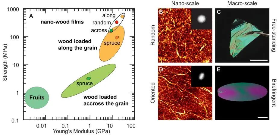 《ACS Nano》取之于木勝于木！納米纖維素薄膜強(qiáng)度超越木材