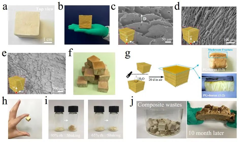 江漢大學(xué)曹一平《ACS Nano?》：仿生新成果！響應(yīng)空氣-水的復(fù)合材料，具有優(yōu)異的隔熱、自修復(fù)和自生長能力