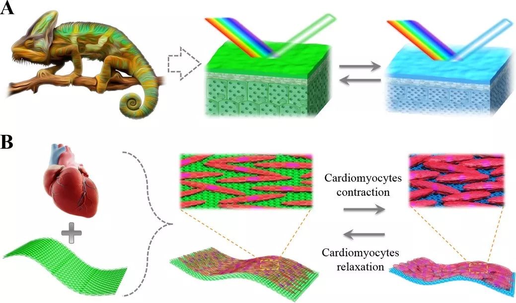 東南大學(xué)趙遠(yuǎn)錦教授Science Robotics： 活性結(jié)構(gòu)色材料構(gòu)建的“心臟芯片”