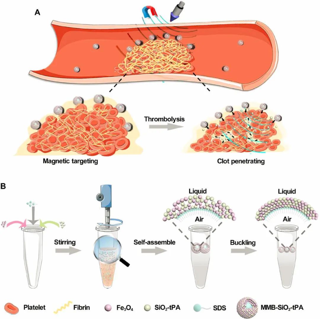 南京郵電大學汪聯(lián)輝、高宇《Sci. Adv.》：磁場、超聲波助力納米組裝體加速溶栓