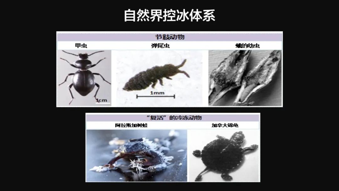 王健君：實證百年科學猜想，人體凍存未來可期