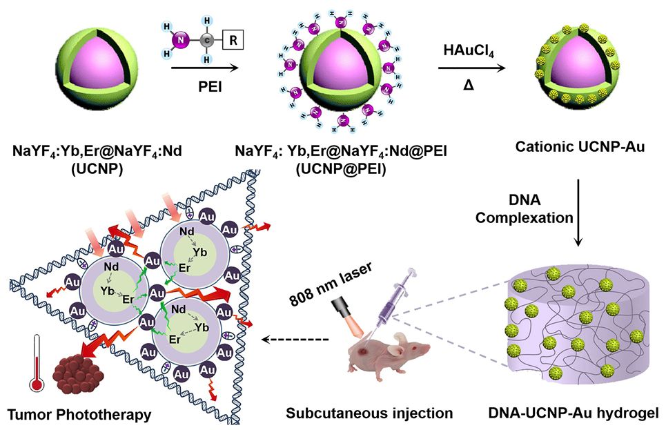 長春應(yīng)化所王帆/同濟(jì)大學(xué)楊洋《AM》：可直接注射DNA無機(jī)雜化水凝膠材料用于腫瘤光熱治療