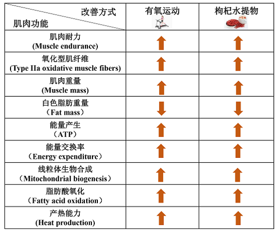 “保溫杯里放枸杞”的科學(xué)依據(jù)來了！中科院陳暢團(tuán)隊(duì)揭示枸杞堅(jiān)筋骨的科學(xué)含義及作用機(jī)制